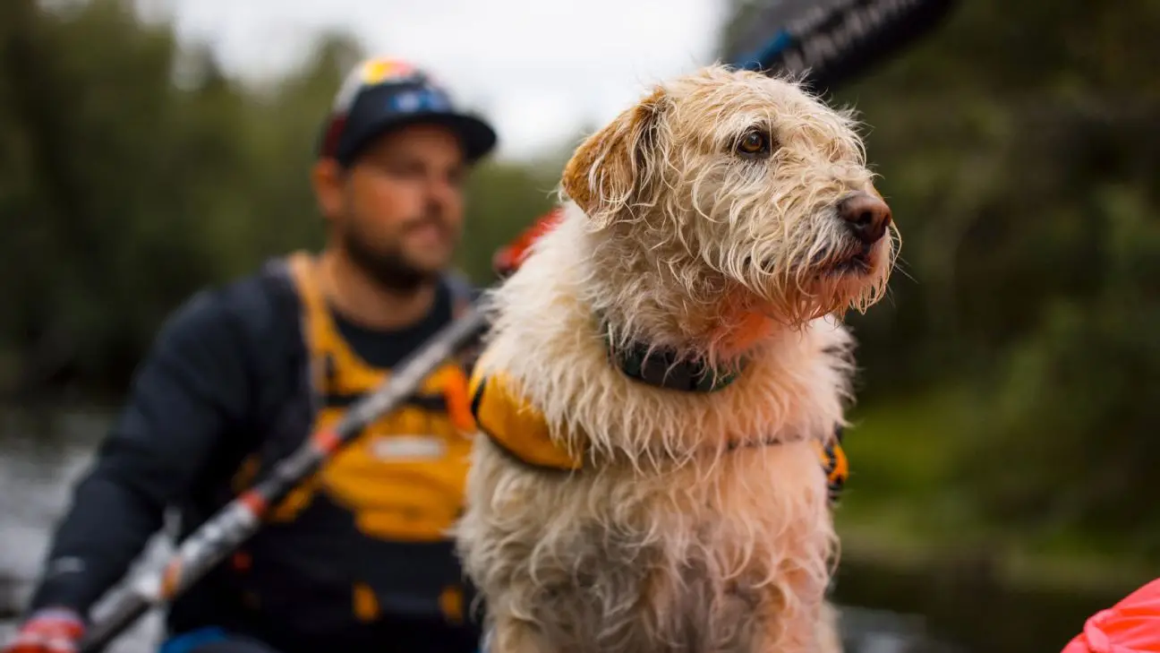 Meet Arthur The Adorable Dog with a Heart of Gold