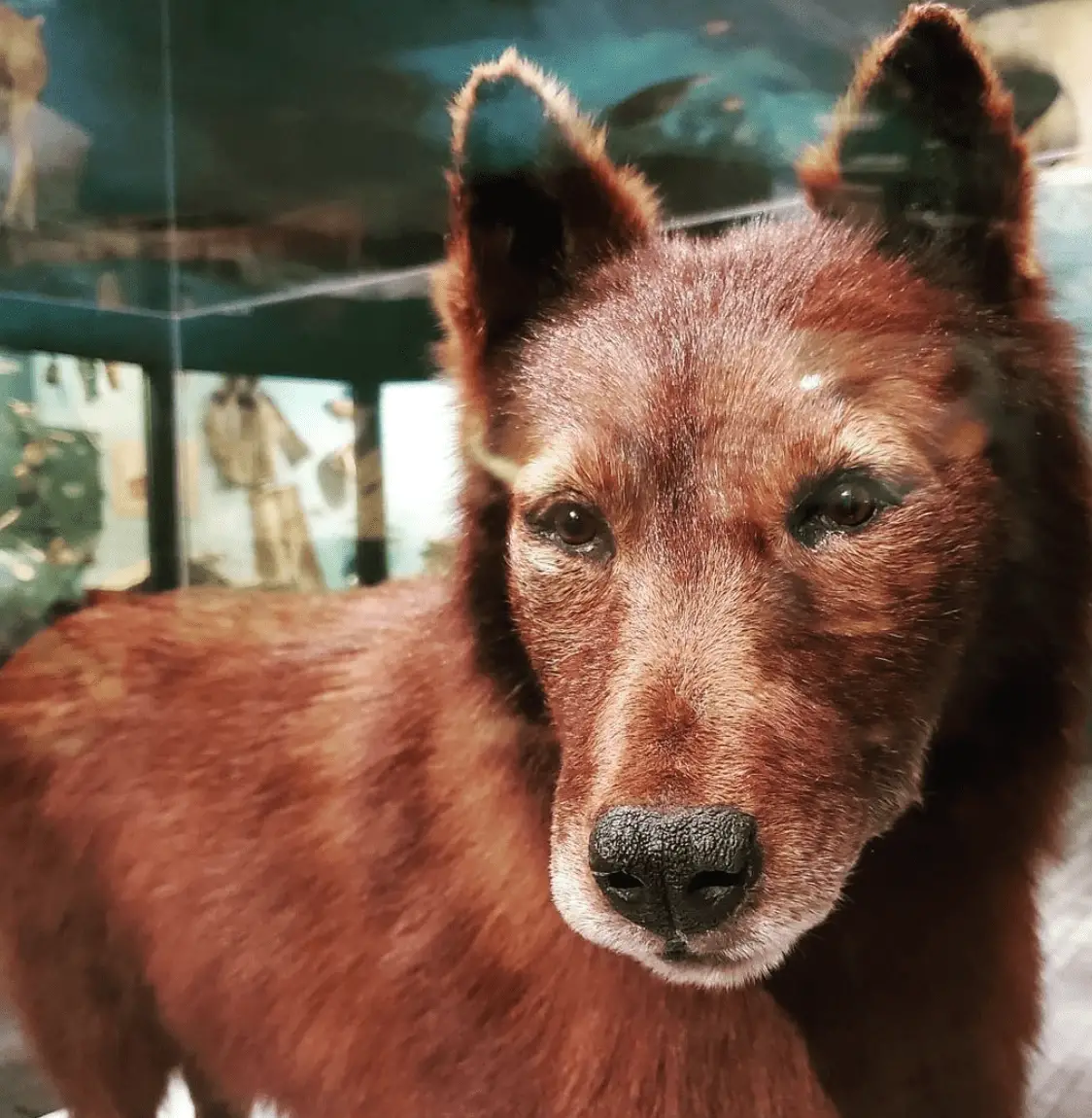 The Incredible Story of Balto The Dog Who Saved Nome