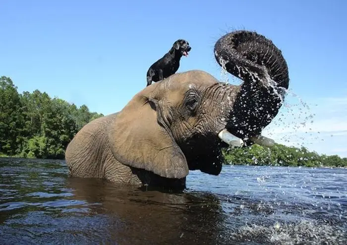 The Unlikely Friendship A Heartwarming Dog and Elephant Story