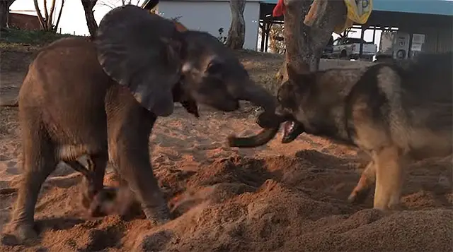 The Unlikely Friendship A Heartwarming Dog and Elephant Story