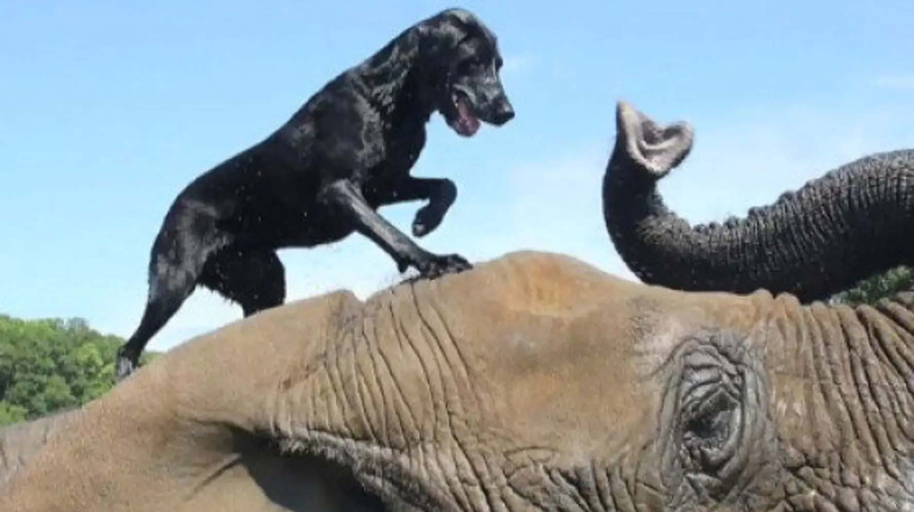 The Unlikely Friendship A Heartwarming Dog and Elephant Story