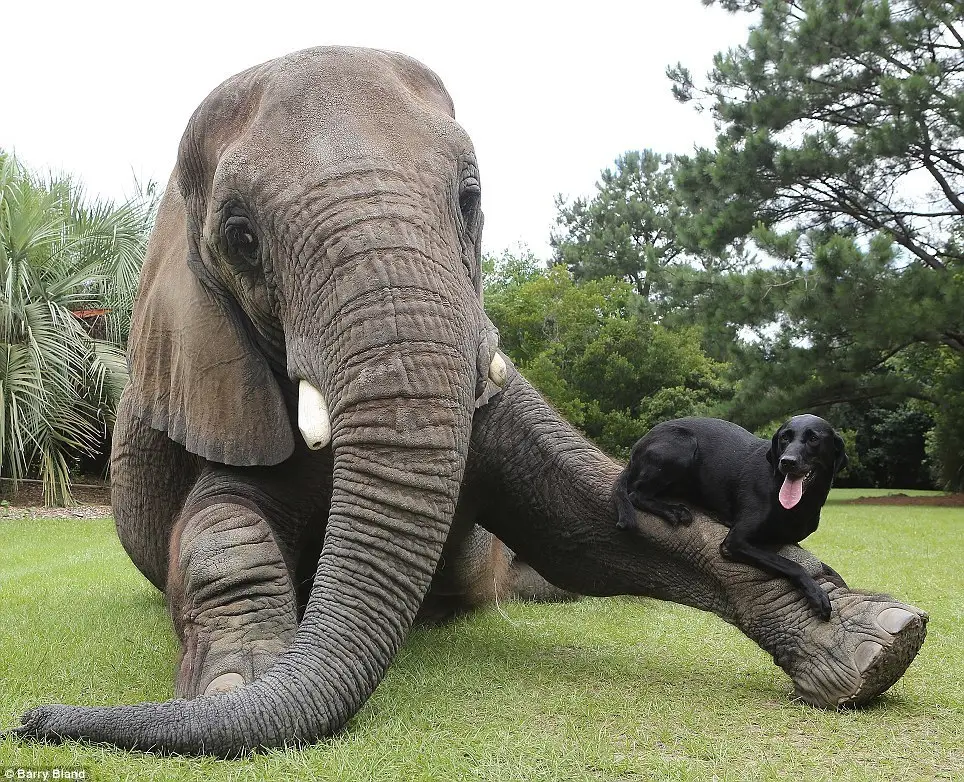 The Unlikely Friendship A Heartwarming Dog and Elephant Story