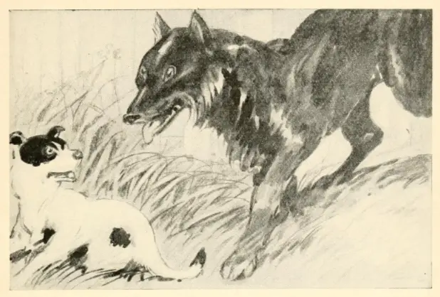 The Fascinating Dog and Wolf Story A Tale of Friendship and Loyalty
