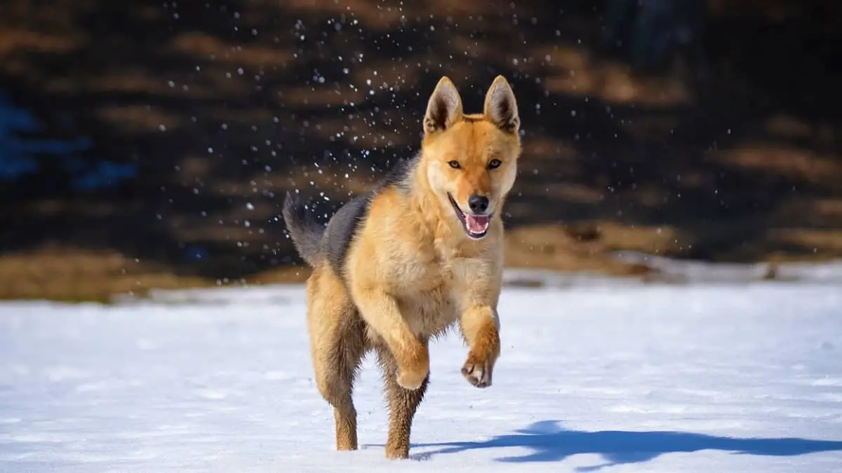 The Fascinating Dog and Wolf Story A Tale of Friendship and Loyalty