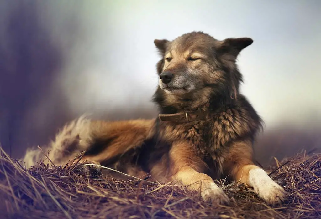 The Fascinating Dog and Wolf Story A Tale of Friendship and Loyalty