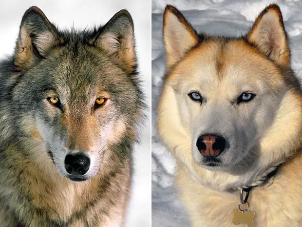 The Fascinating Dog and Wolf Story A Tale of Friendship and Loyalty