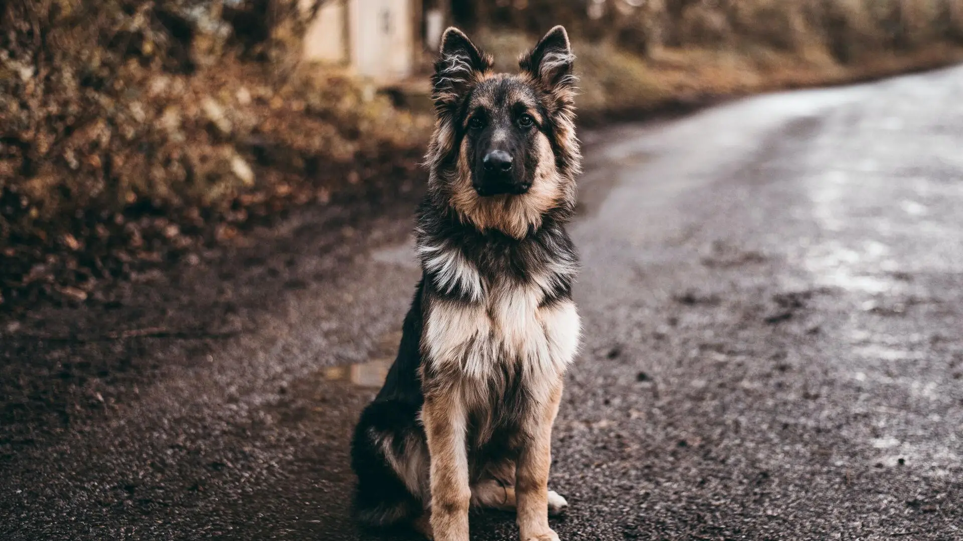 The Heartwarming Dog Love Story You Need to Hear