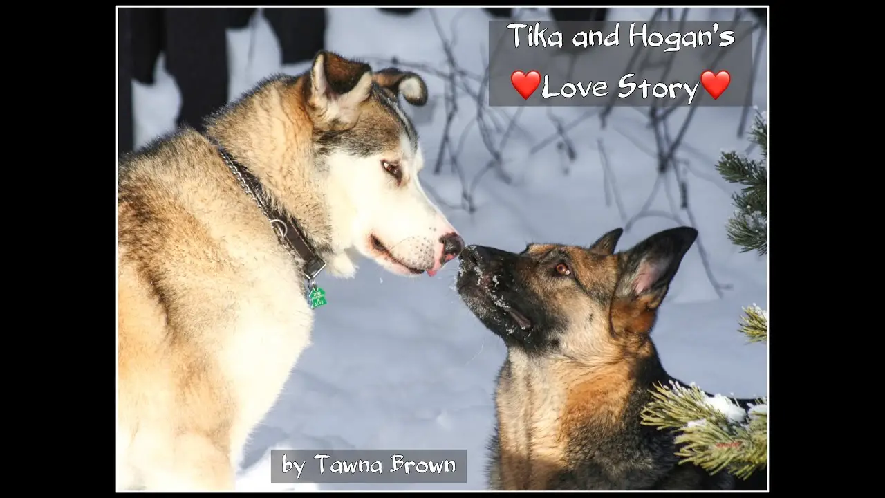 The Heartwarming Dog Love Story You Need to Hear