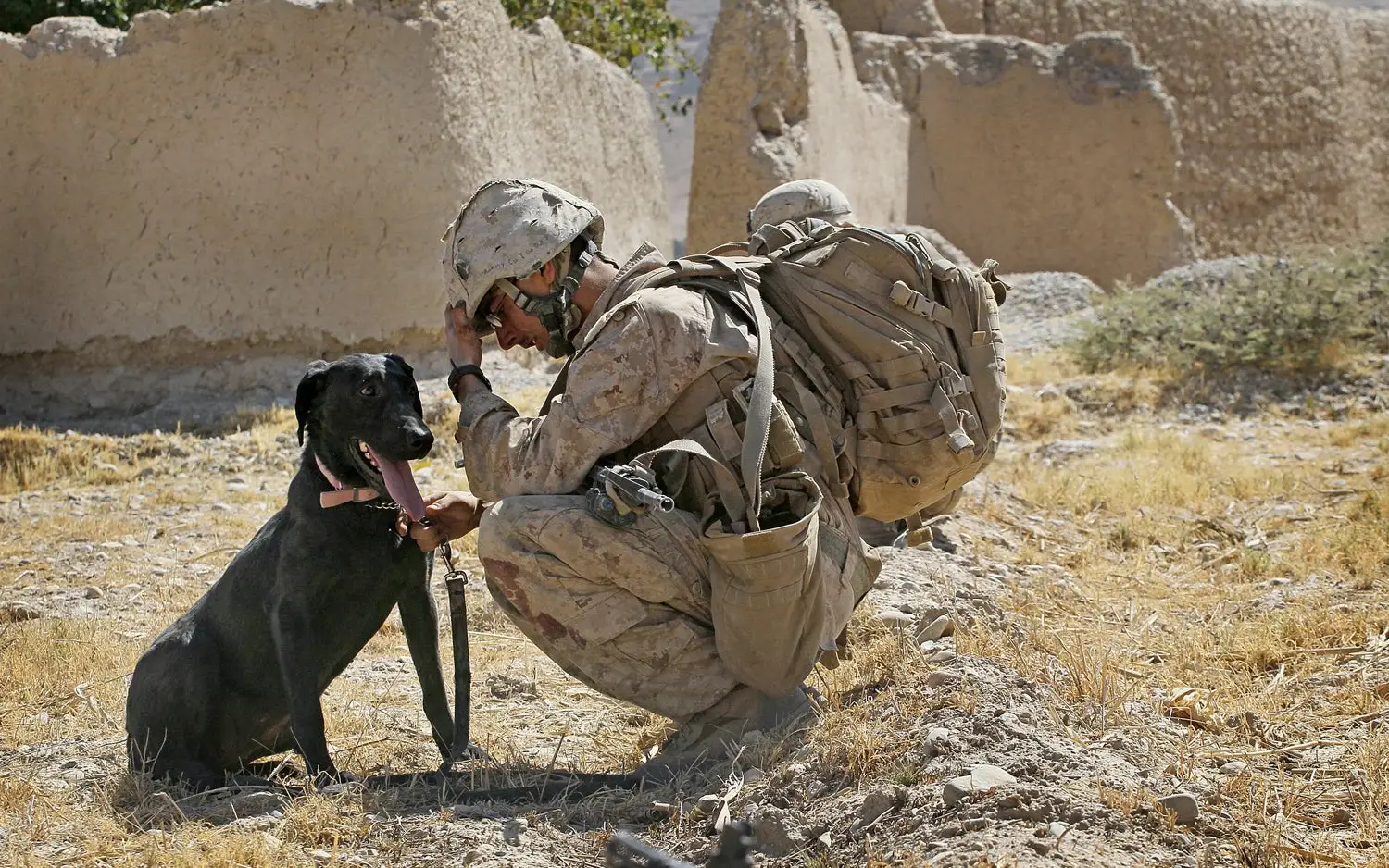 5 Unforgettable Dog Loyalty Stories That Will Melt Your Heart