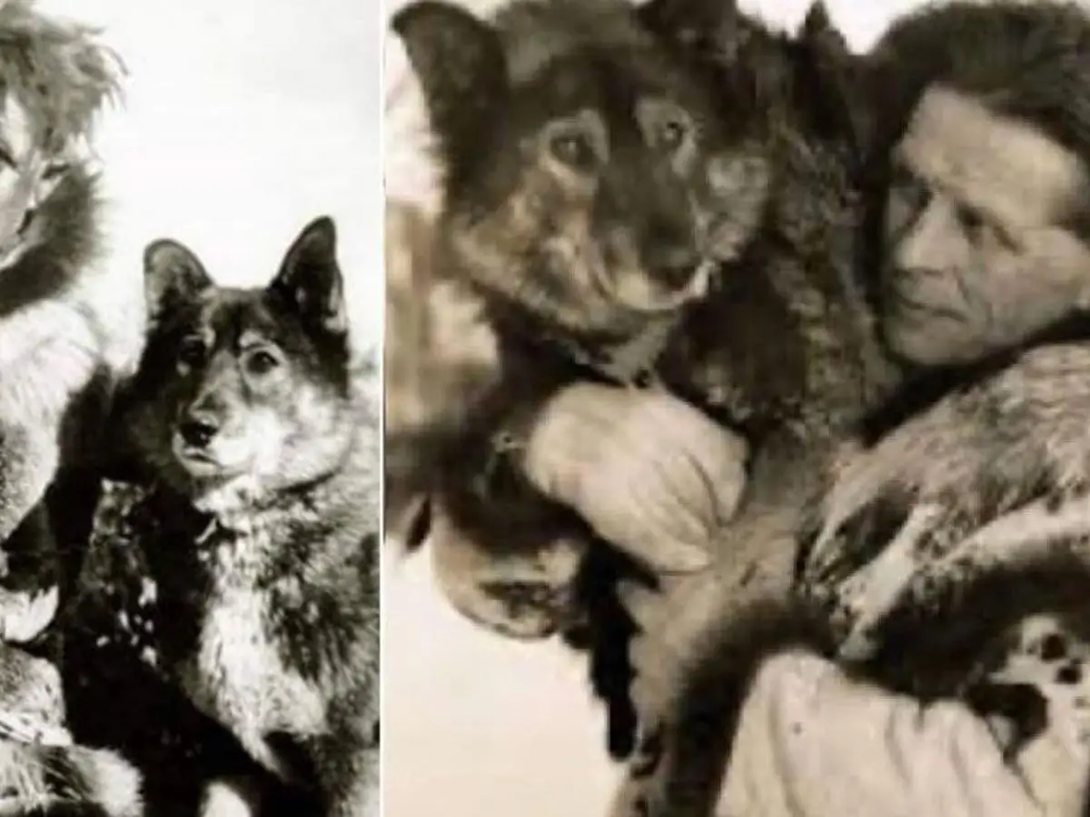 5 Unforgettable Dog Loyalty Stories That Will Melt Your Heart