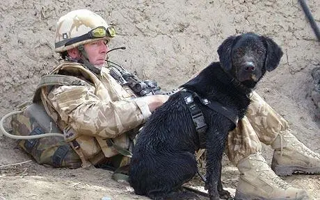 Discover the Stories of Famous War Dogs - History, Heroes and Tales