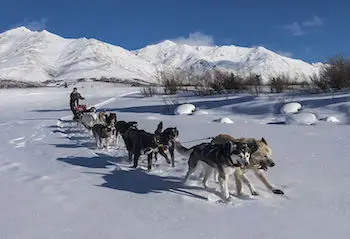 Uncovering the Balto True Story History, Legend, and Facts