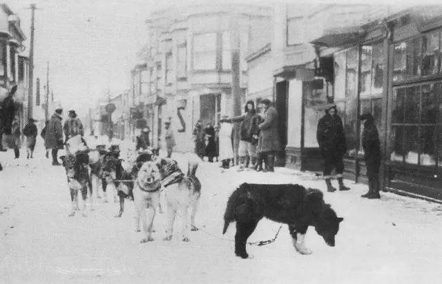 Uncovering the Balto True Story History, Legend, and Facts