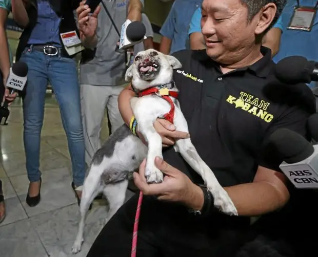 The Heartwarming Kabang Dog Story From Tragedy to Triumph