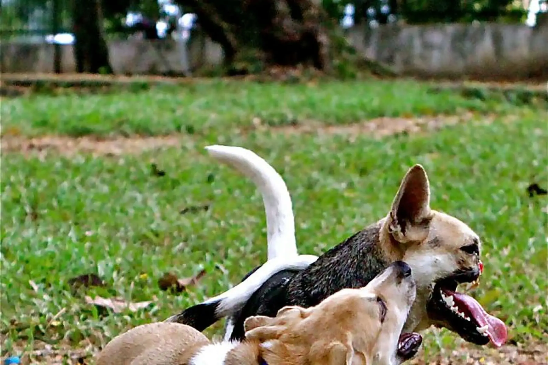 The Heartwarming Kabang Dog Story From Tragedy to Triumph