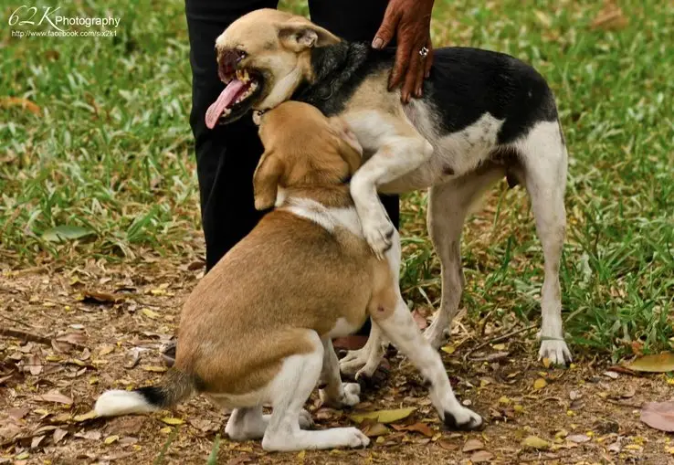 The Heartwarming Kabang Dog Story From Tragedy to Triumph