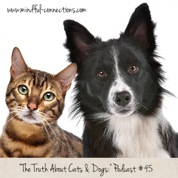 The Heartwarming Cat and Dog Story You Don't Want to Miss!