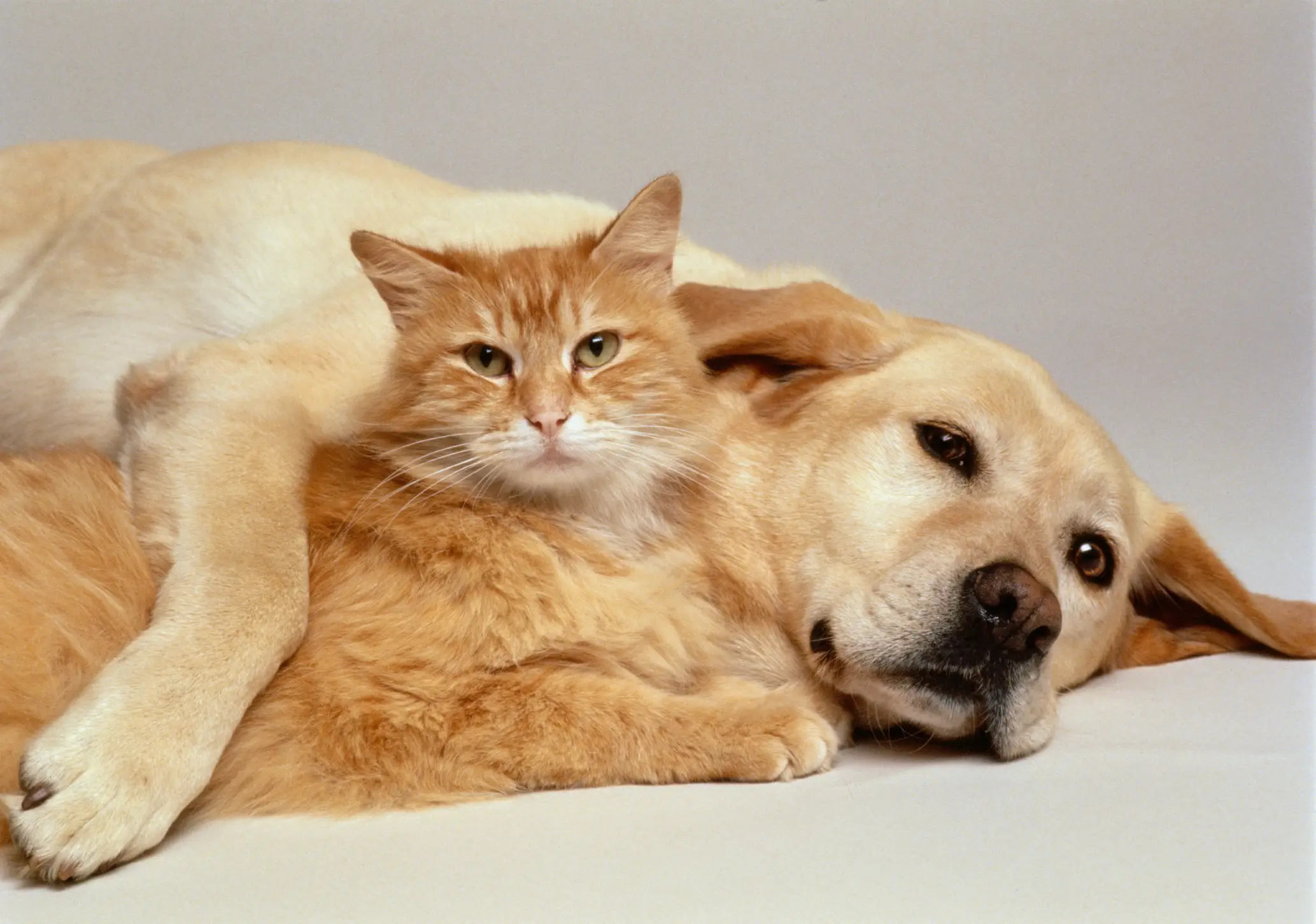 The Heartwarming Cat and Dog Story You Don't Want to Miss!