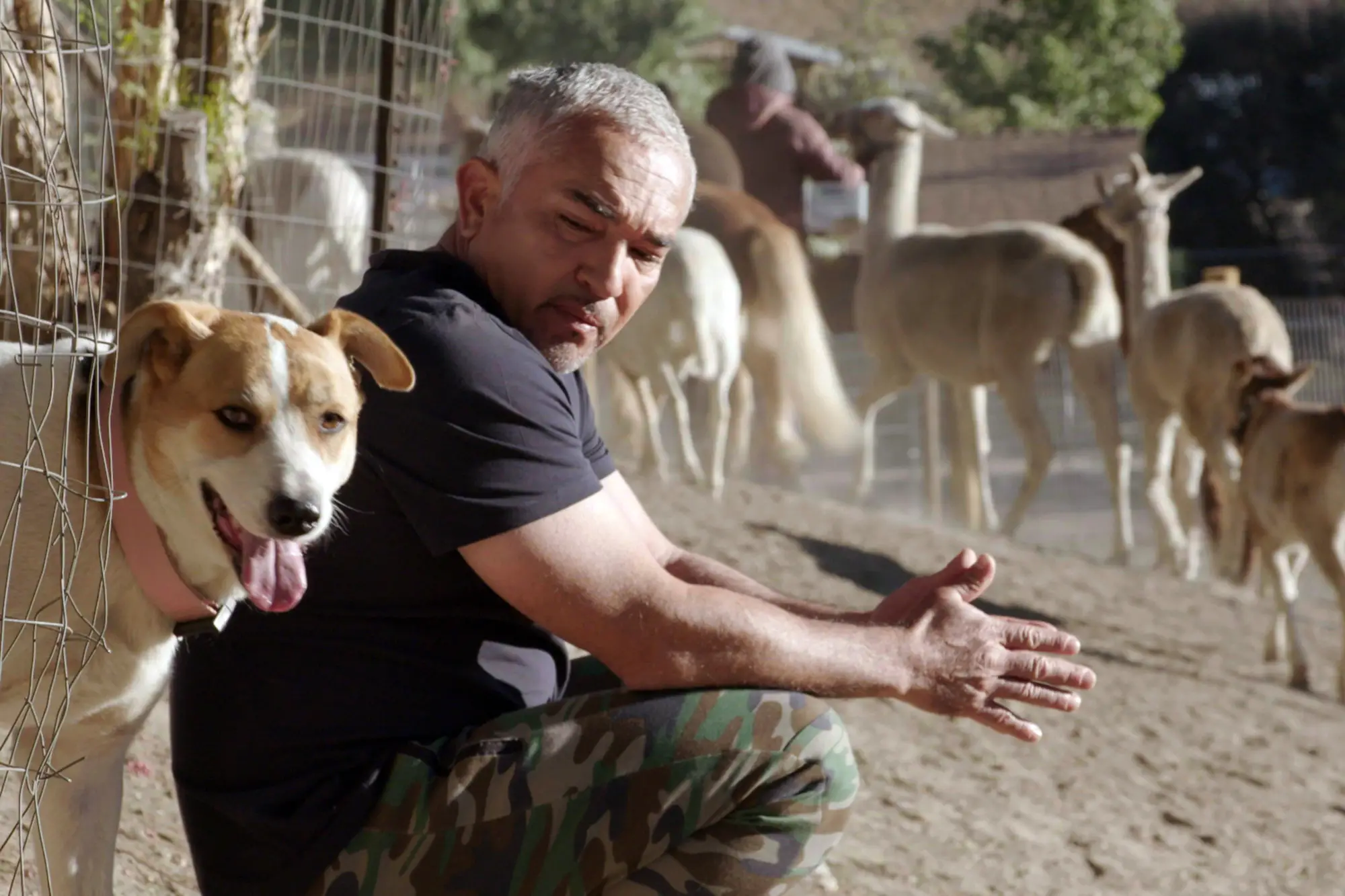 The Inspiring Journey of Cesar Millan From Humble Beginnings to Becoming the World's Most Famous Dog Trainer