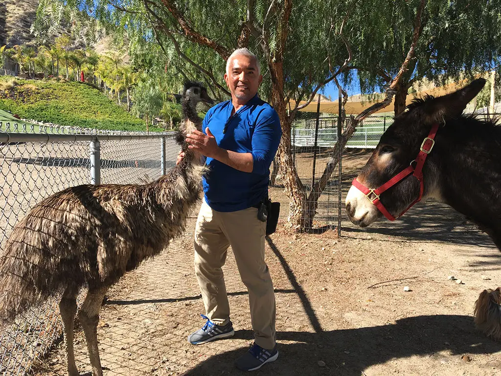 The Inspiring Journey of Cesar Millan From Humble Beginnings to Becoming the World's Most Famous Dog Trainer