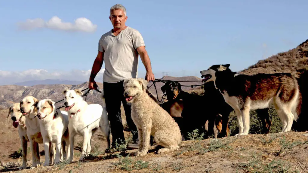 The Inspiring Journey of Cesar Millan From Humble Beginnings to Becoming the World's Most Famous Dog Trainer