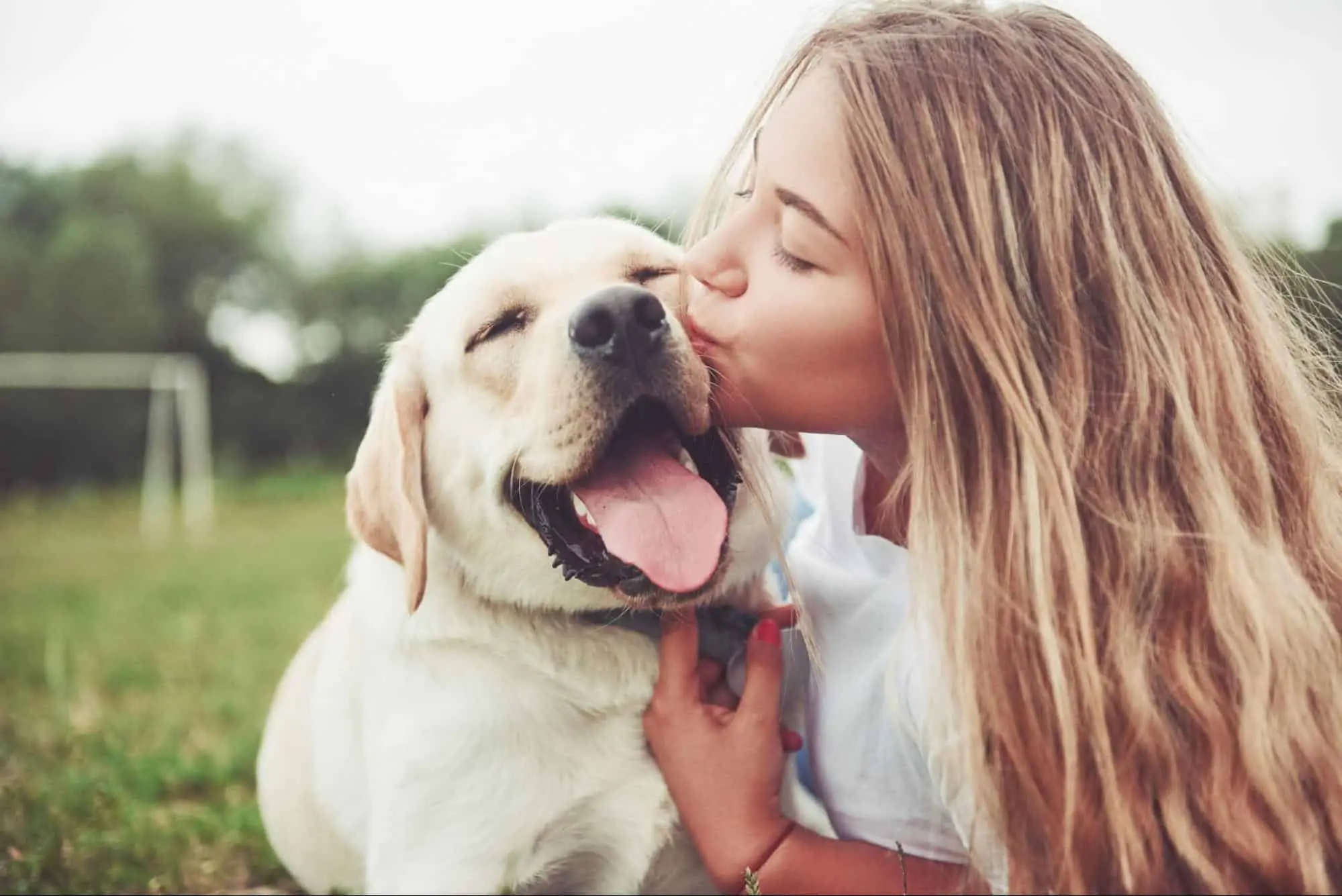 The Power of Dog Unconditional Love Why They Make the Best Companions