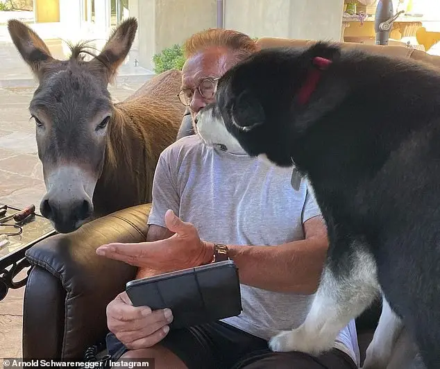 The Heartwarming Dog and Donkey Story An Unlikely Friendship