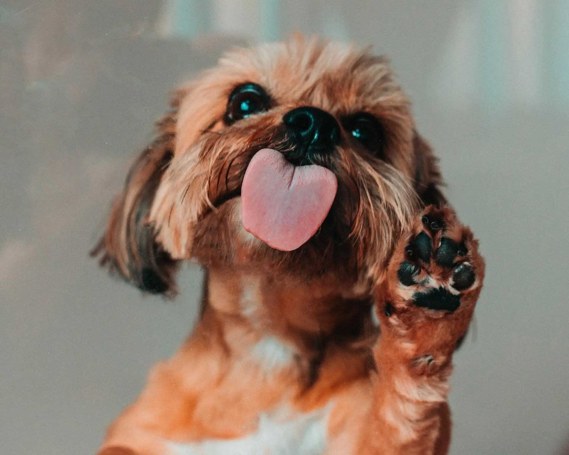 Discover Heartwarming Dog Licking Stories That Will Make You Smile