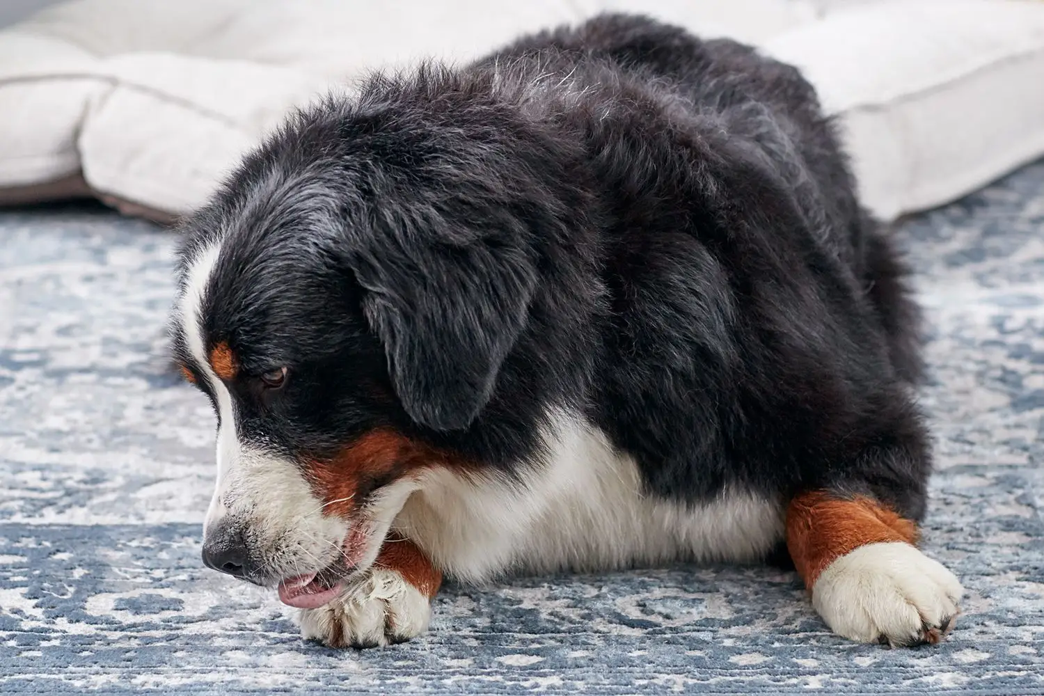 Discover Heartwarming Dog Licking Stories That Will Make You Smile