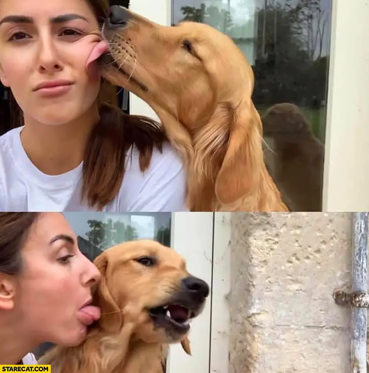 Discover Heartwarming Dog Licking Stories That Will Make You Smile