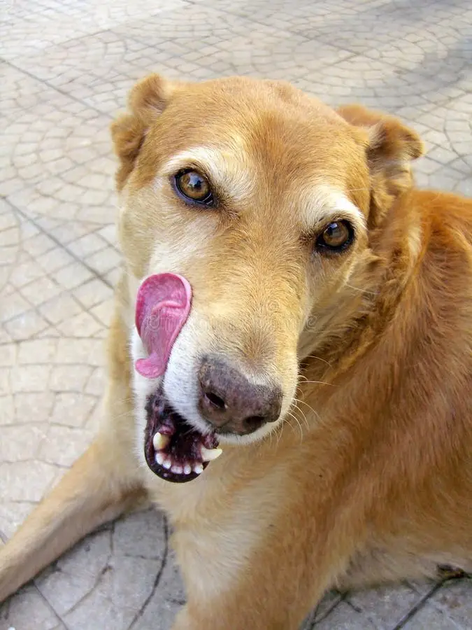 Discover Heartwarming Dog Licking Stories That Will Make You Smile