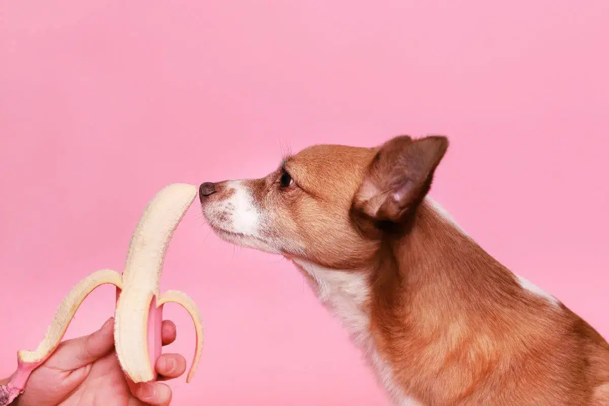 Discover Heartwarming Dog Licking Stories That Will Make You Smile