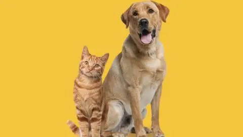 The Heartwarming Dog Cat Story That Will Melt Your Heart - A True Tale of Friendship