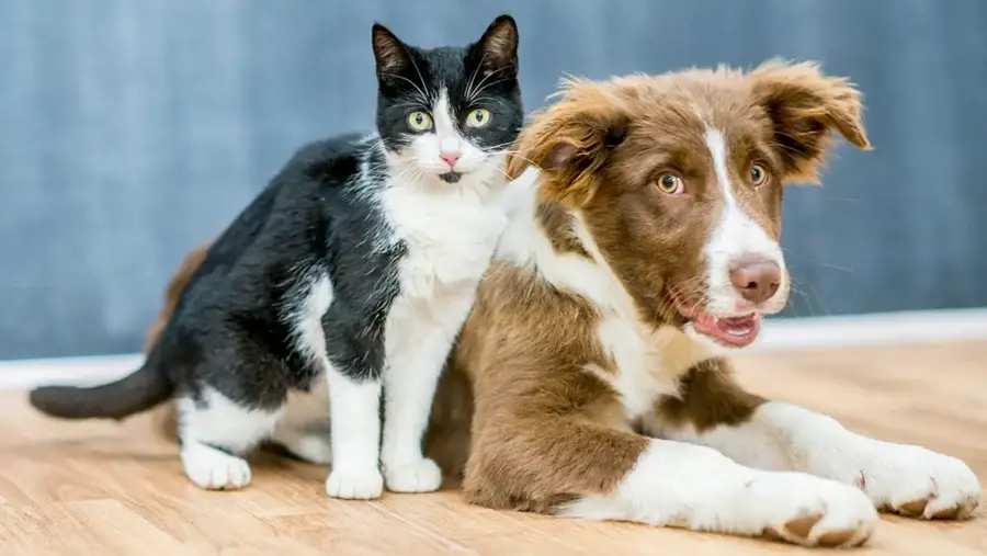 The Heartwarming Dog Cat Story That Will Melt Your Heart - A True Tale of Friendship