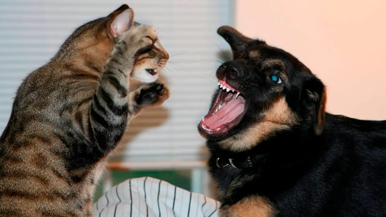 The Heartwarming Dog Cat Story That Will Melt Your Heart - A True Tale of Friendship