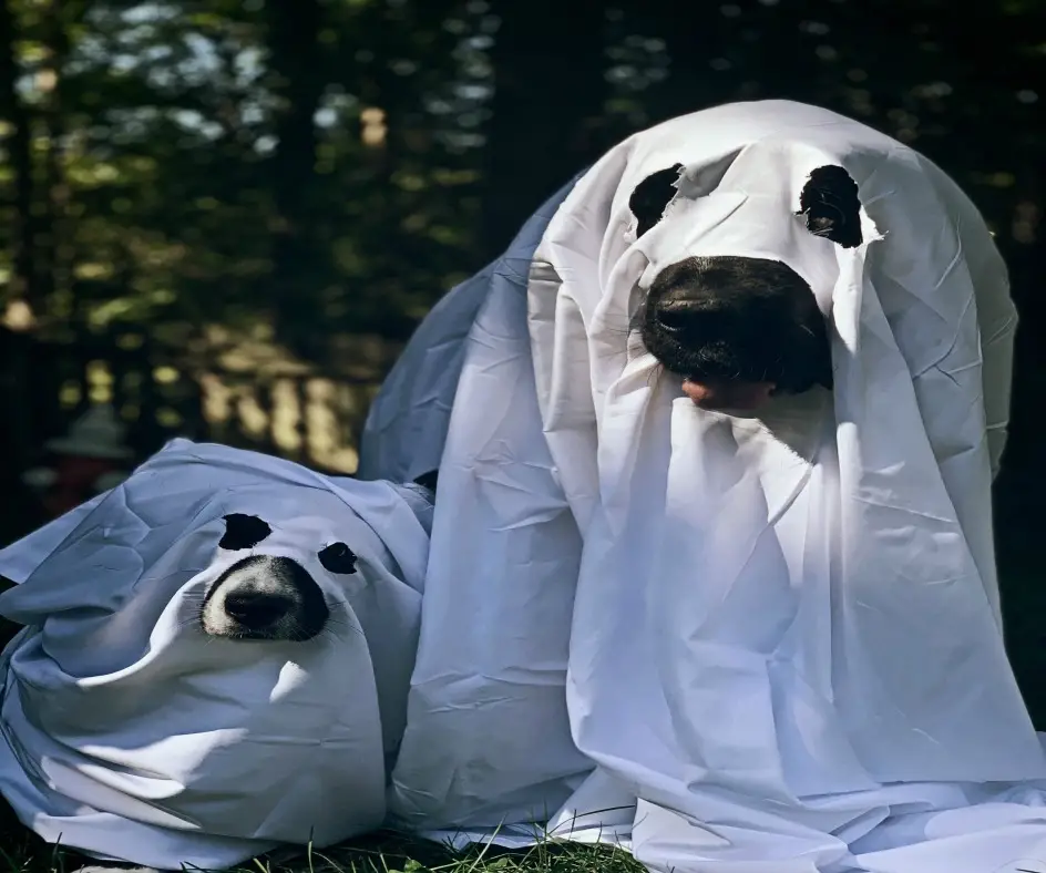 Unleash the Spooky Side of Canines Dog Ghost Stories