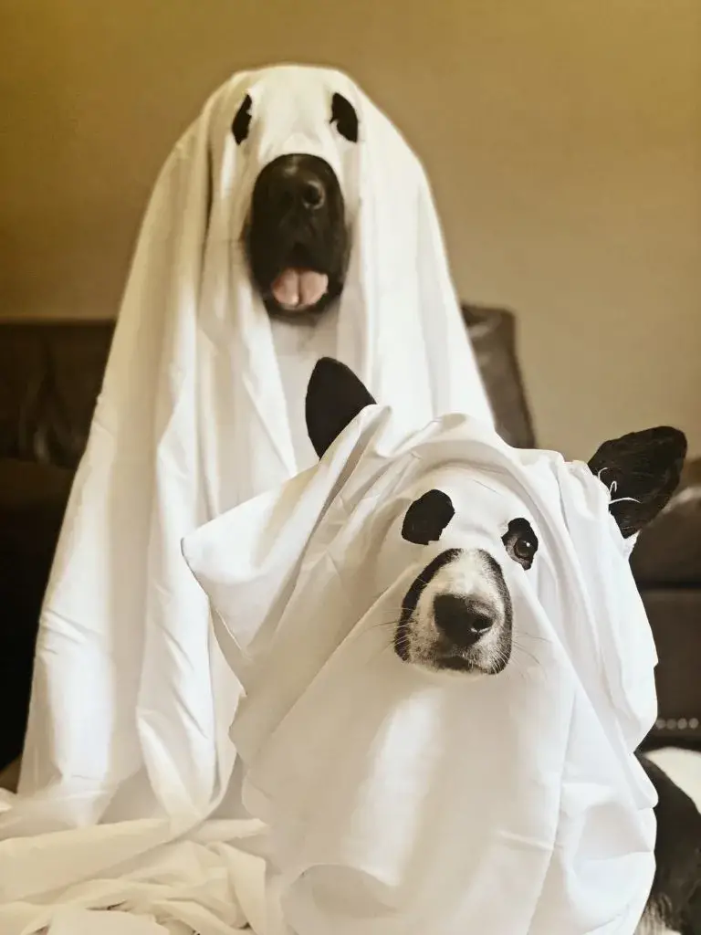 Unleash the Spooky Side of Canines Dog Ghost Stories