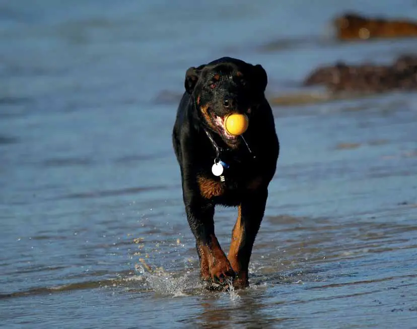 Unleash the Spooky Side of Canines Dog Ghost Stories