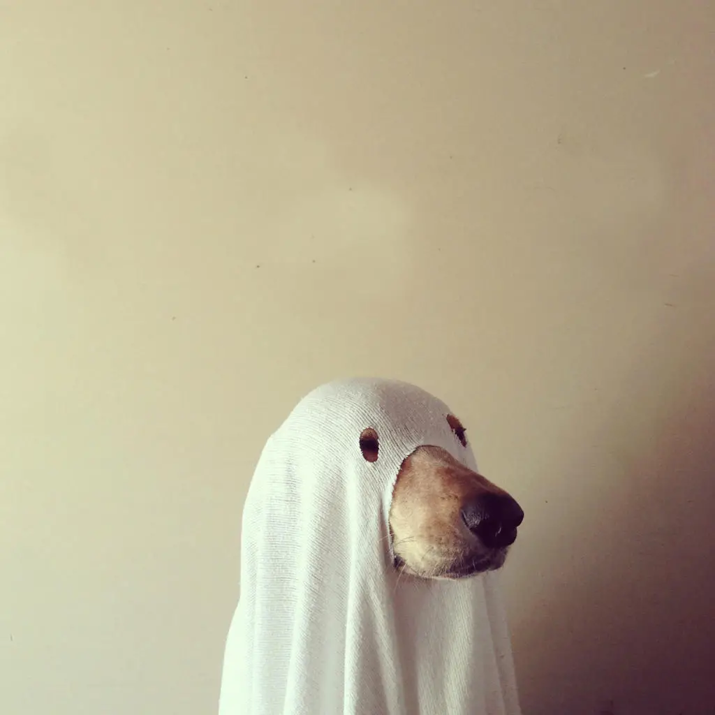 Unleash the Spooky Side of Canines Dog Ghost Stories