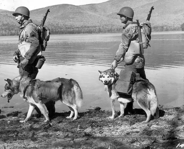 Discover the Impact of World War Dog on Military Warfare