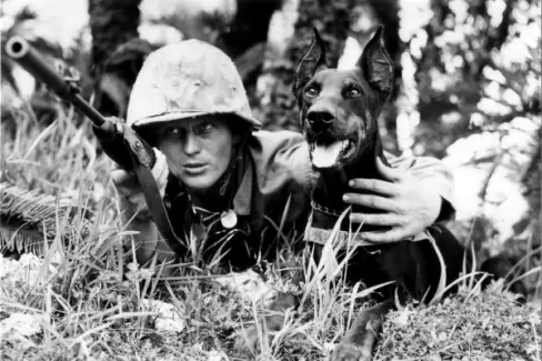 Discover the Impact of World War Dog on Military Warfare