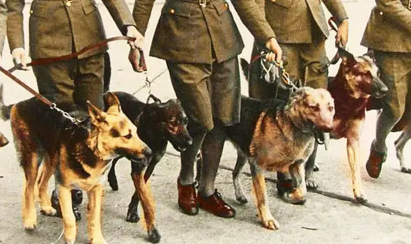 Discover the Impact of World War Dog on Military Warfare