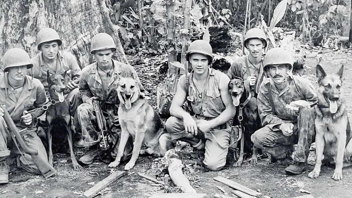 Discover the Impact of World War Dog on Military Warfare