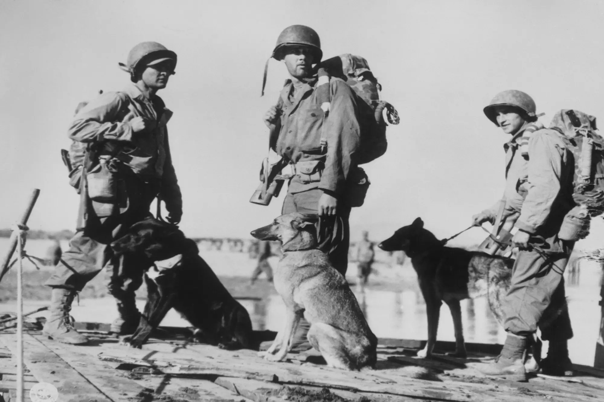 Discover the Impact of World War Dog on Military Warfare