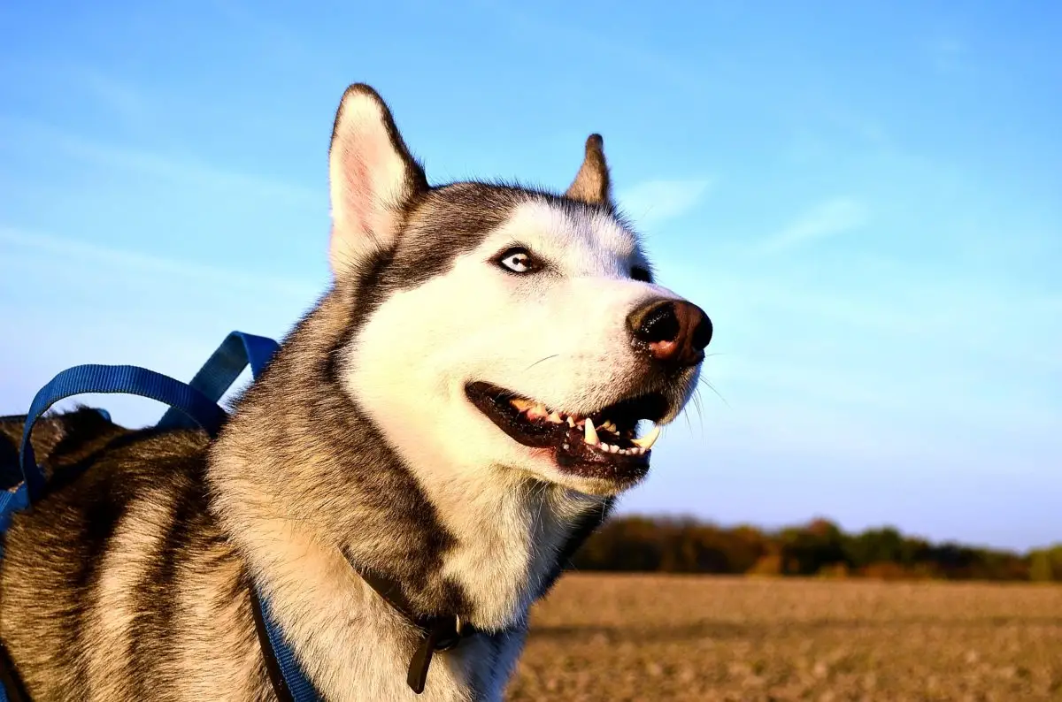 The Heartwarming Husky Story You Need to Hear