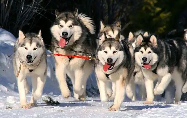 The Heartwarming Husky Story You Need to Hear