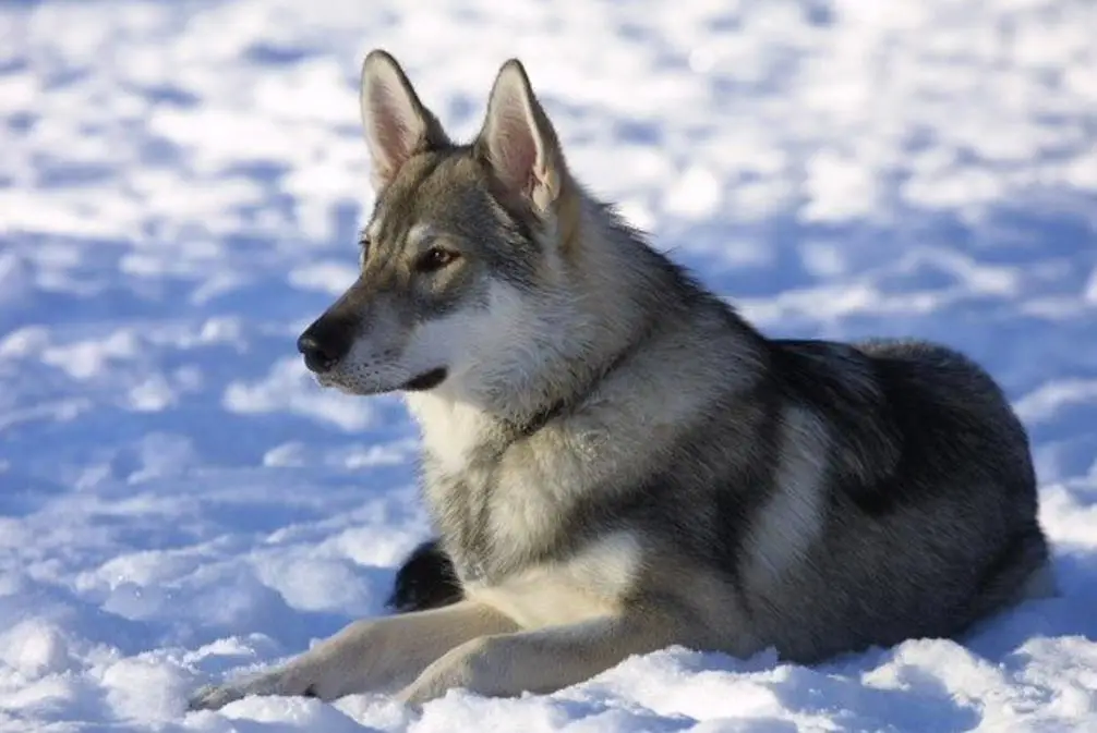 The Heartwarming Husky Story You Need to Hear