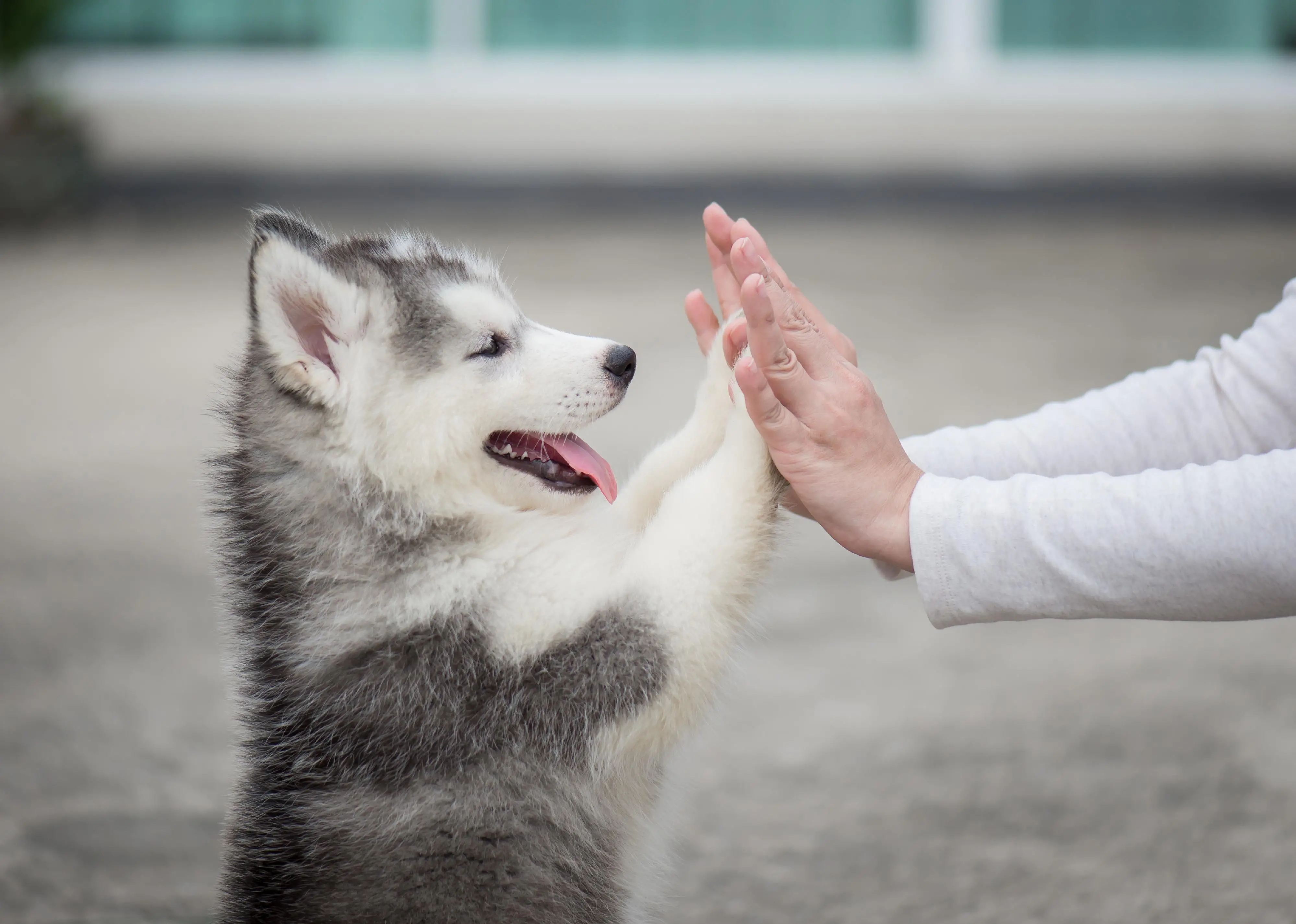 The Heartwarming Husky Story You Need to Hear