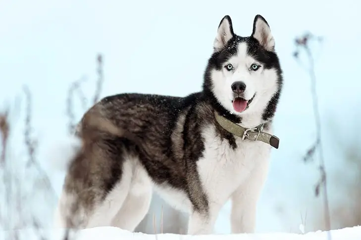 The Heartwarming Husky Story You Need to Hear