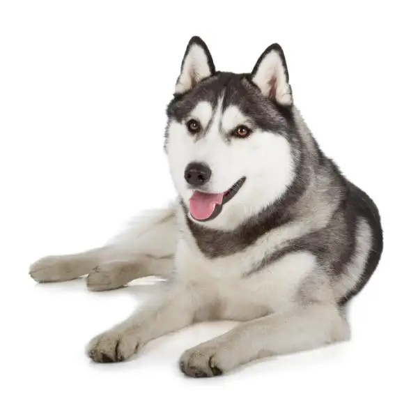 The Heartwarming Husky Story You Need to Hear